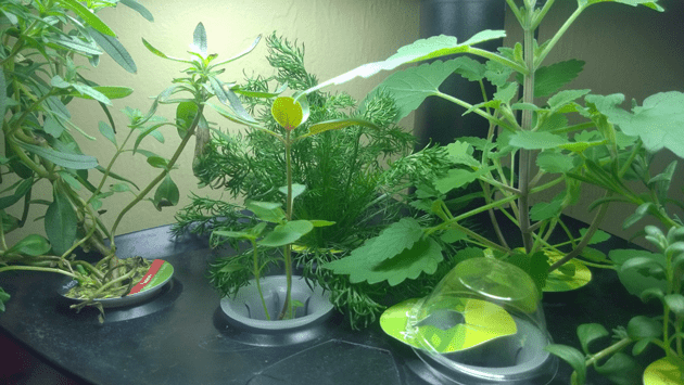 AeroGarden How Safe is It