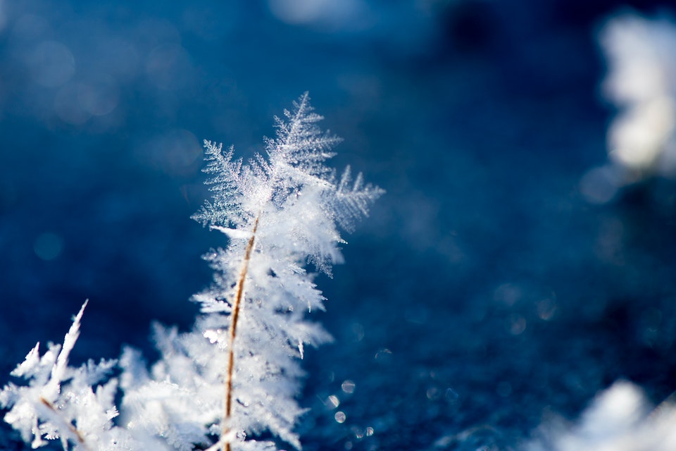 How Cold Is Too Cold For Ferns