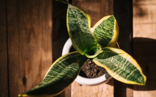 Can Snake Plants Live Outside