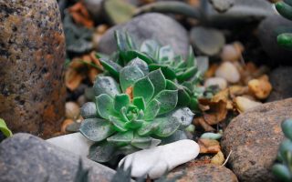How Often Do You Water Succulents