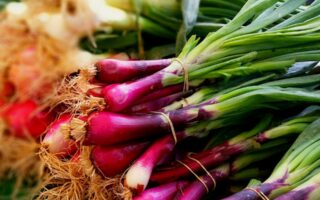 Is It Safe to Eat Sprouted Onion